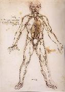 You branching of the Blutgefabe, anatomical figure with heart kidneys and Blutgefaben Leonardo Da Vinci